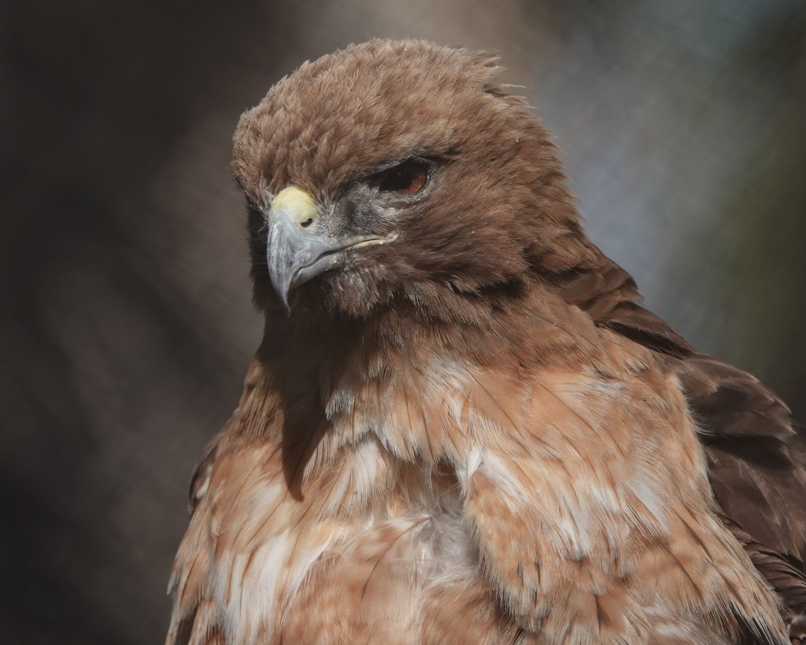 Hawk Fire in Nevada prompts Sierra County evacuation warnings - Featured image