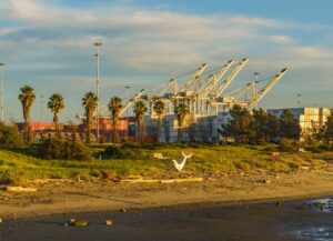 Container cranes behind palm trees at a California port